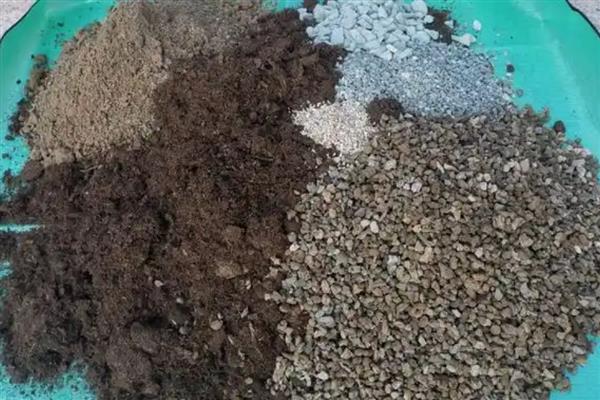 魔肥可以对什么花卉使用，对兰花施肥可以提高品质
