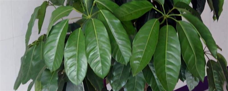 招财树为什么发黄掉叶子，可能是浇水过多或光照不足所致