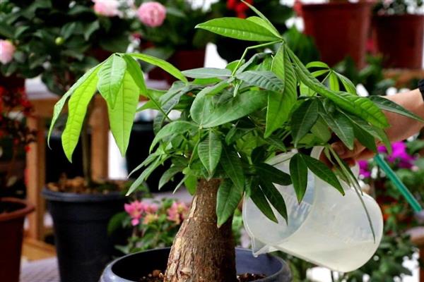 招财树为什么发黄掉叶子，可能是浇水过多或光照不足所致