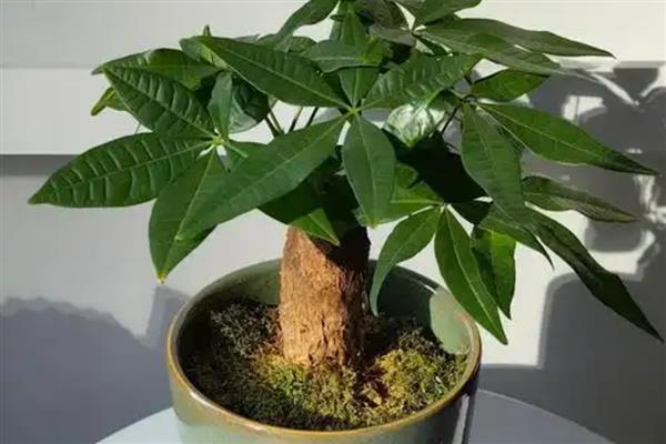 招财树为什么发黄掉叶子，可能是浇水过多或光照不足所致
