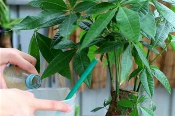 招财树为什么发黄掉叶子，可能是浇水过多或光照不足所致