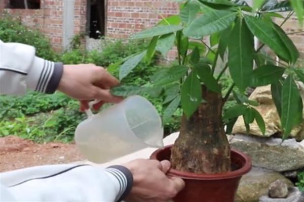 招财树为什么发黄掉叶子，可能是浇水过多或光照不足所致