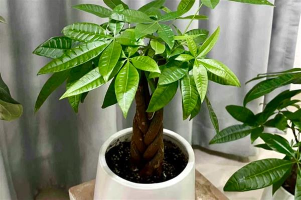招财树为什么发黄掉叶子，可能是浇水过多或光照不足所致
