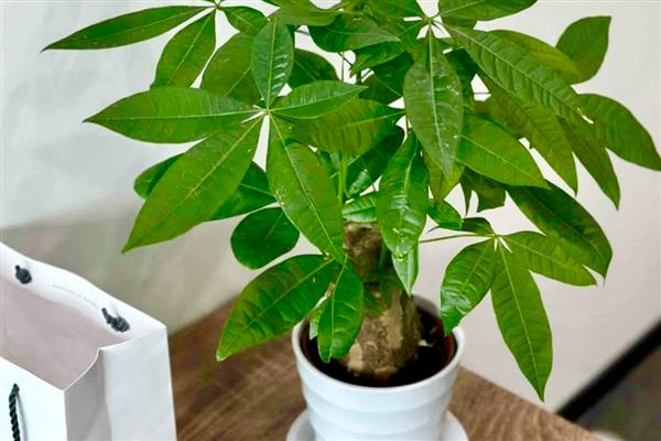 招财树为什么发黄掉叶子，可能是浇水过多或光照不足所致