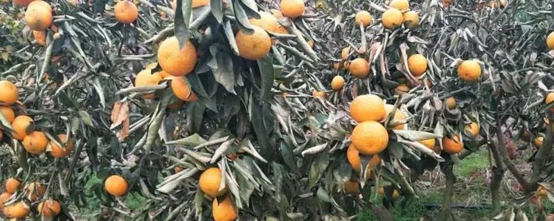 沃柑受冻后能不能缓过来,轻微冻伤只需剪除腐烂发软的叶片