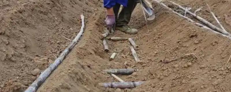 甘蔗的种植数量，一亩地栽培2000-2500棵左右