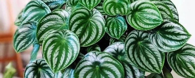 西瓜皮椒草的养殖方法，不能使温度低于5℃