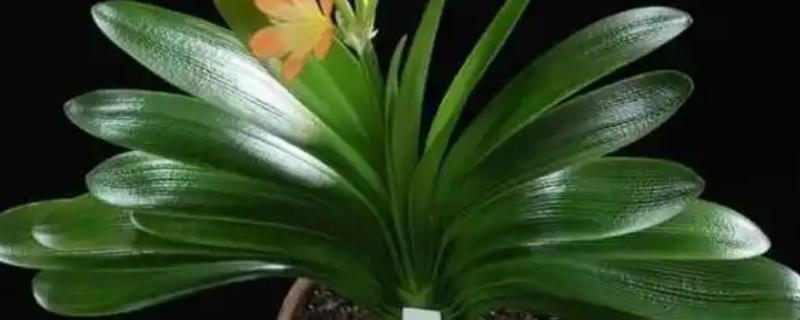 君子兰每天需要的光照时间，每天需要4-5小时