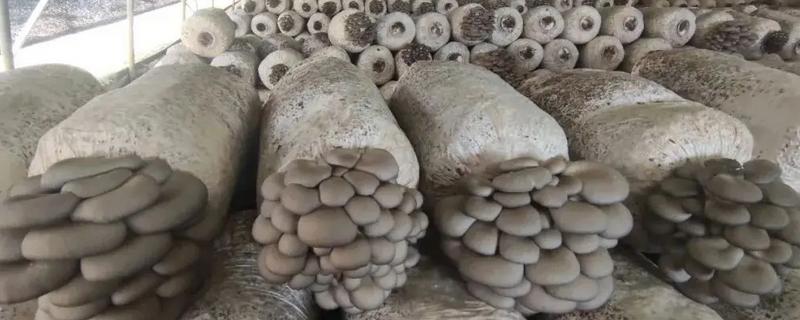药蘑菇怎么种植，对土壤施入粪肥水之后再撒播