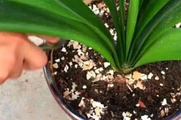 鸡蛋皮能用于什么植物，可用于君子兰、茶花等