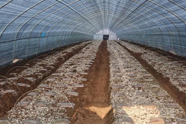 药蘑菇怎么种植,对土壤施入粪肥水之后再撒播
