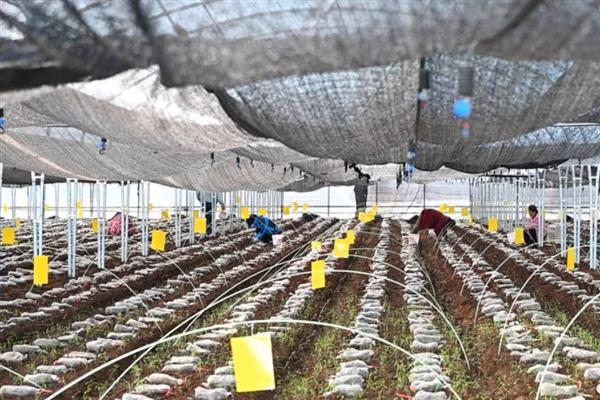 药蘑菇怎么种植,对土壤施入粪肥水之后再撒播