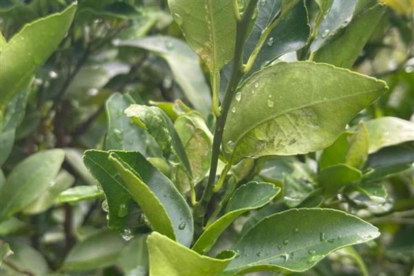 桔子树不开花如何处理，追施磷钾肥可促进花芽形成