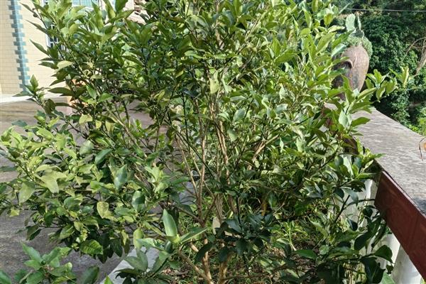 桔子树不开花如何处理，追施磷钾肥可促进花芽形成