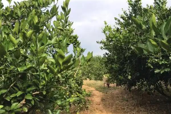 桔子树不开花如何处理，追施磷钾肥可促进花芽形成
