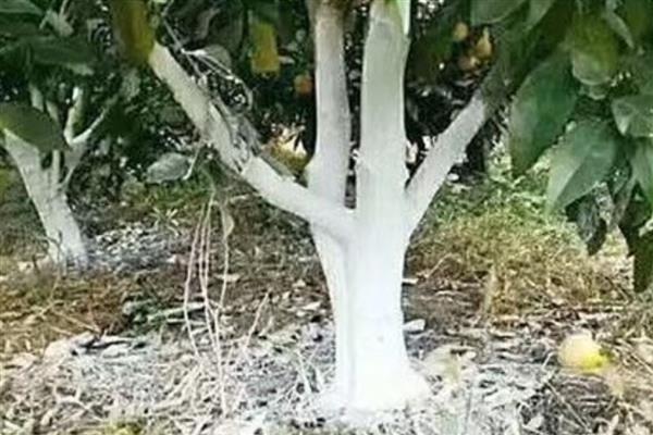 桔子树不开花如何处理，追施磷钾肥可促进花芽形成