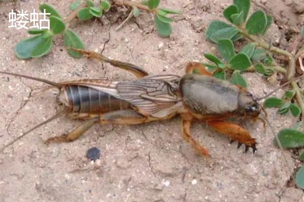 害虫和病菌抗药性发生后如何综合治理,坚持预防为主的原则