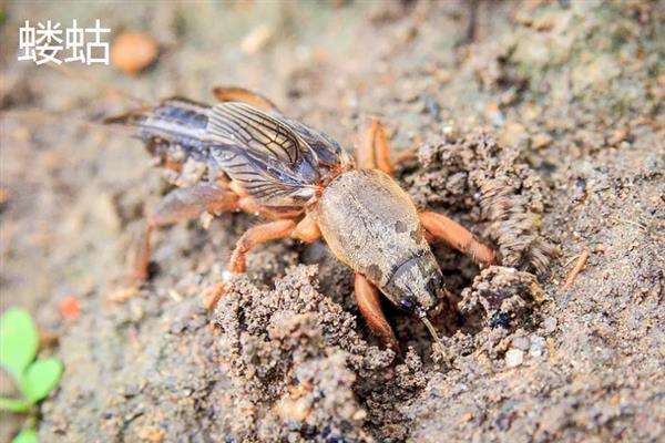 害虫和病菌抗药性发生后如何综合治理,坚持预防为主的原则