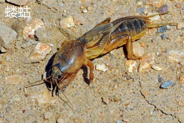 害虫和病菌抗药性发生后如何综合治理,坚持预防为主的原则