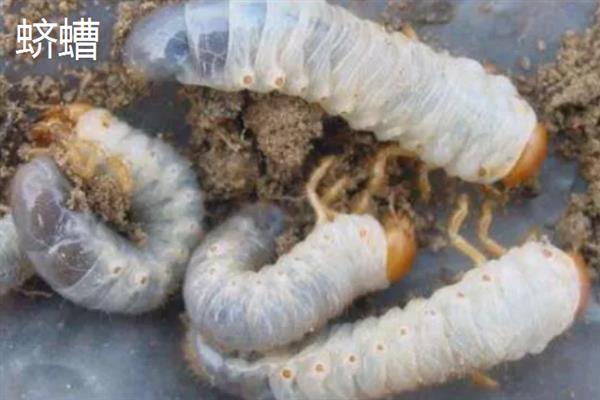 害虫和病菌抗药性发生后如何综合治理,坚持预防为主的原则