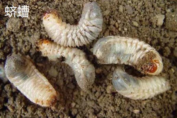 害虫和病菌抗药性发生后如何综合治理,坚持预防为主的原则