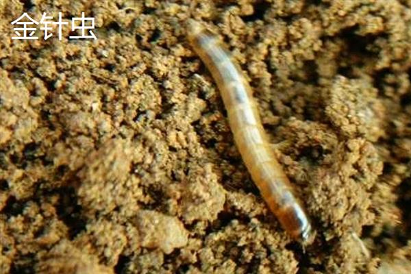 害虫和病菌抗药性发生后如何综合治理,坚持预防为主的原则