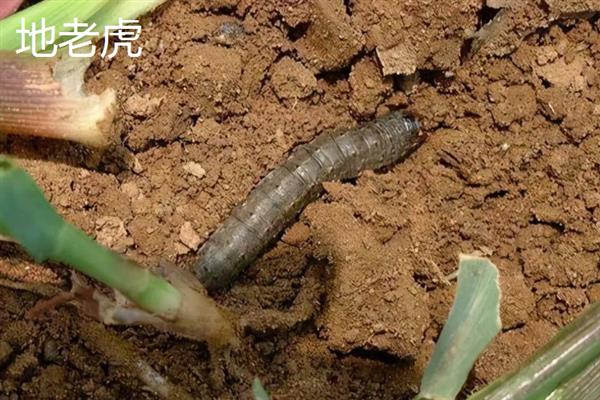 害虫和病菌抗药性发生后如何综合治理,坚持预防为主的原则