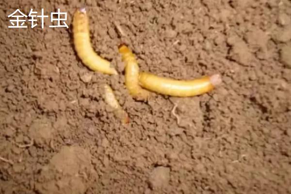 害虫和病菌抗药性发生后如何综合治理,坚持预防为主的原则