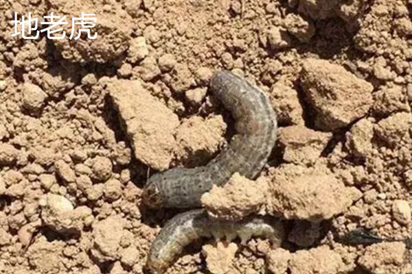 害虫和病菌抗药性发生后如何综合治理,坚持预防为主的原则