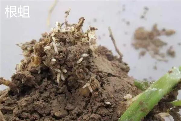 害虫和病菌抗药性发生后如何综合治理,坚持预防为主的原则