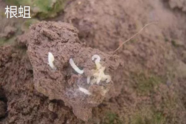 害虫和病菌抗药性发生后如何综合治理,坚持预防为主的原则