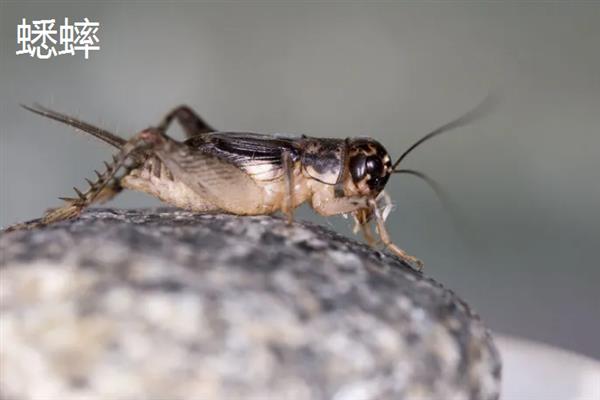 害虫和病菌抗药性发生后如何综合治理,坚持预防为主的原则