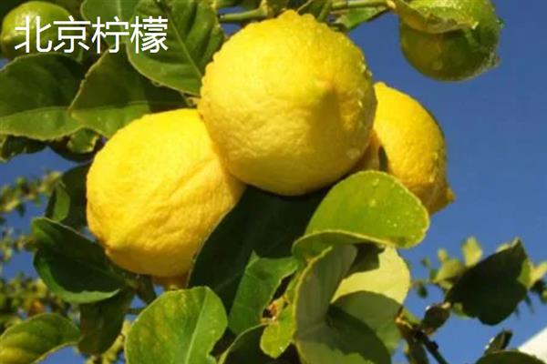 柠檬产于哪里，原产于马来西亚