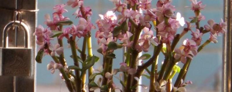 雅乐之舞的修剪方法，杂乱、多余、损坏的枝叶都要剪除