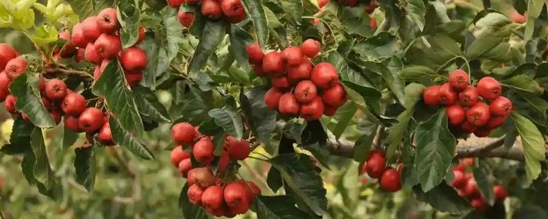 种植山楂怎么防治病虫害,发生花腐病可喷施甲基托布津