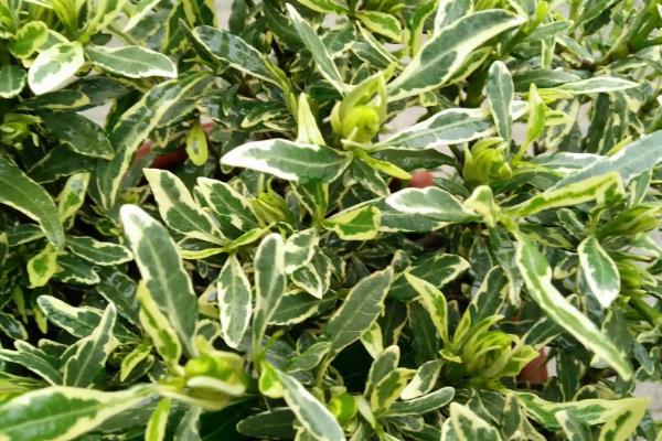 斑叶栀子花的品种数量，只有一个品种属于人工培育的亚种植株