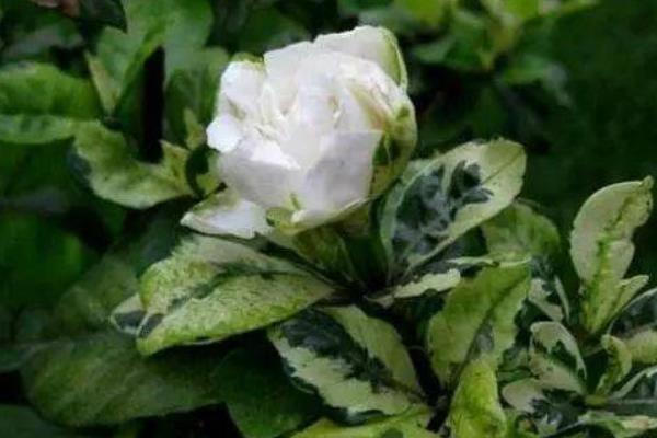 斑叶栀子花的品种数量，只有一个品种属于人工培育的亚种植株