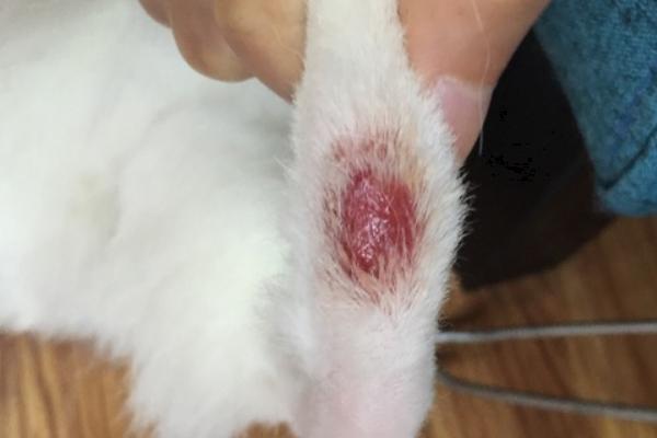 为什么猫狗的真菌皮肤病容易反复，停药过早、错误用药