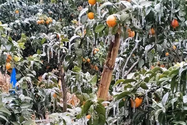 沃柑受冻后能不能缓过来,轻微冻伤只需剪除腐烂发软的叶片