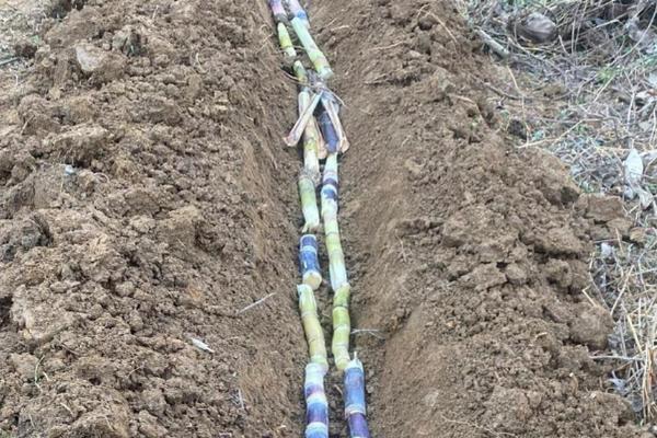甘蔗的种植数量，一亩地栽培2000-2500棵左右