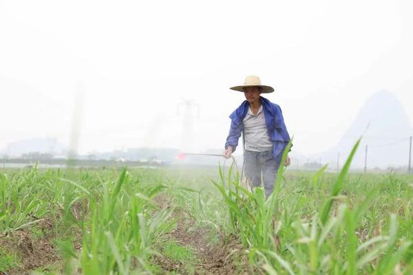 甘蔗的种植数量，一亩地栽培2000-2500棵左右