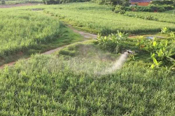 甘蔗的种植数量，一亩地栽培2000-2500棵左右
