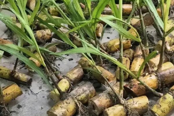 甘蔗的种植数量，一亩地栽培2000-2500棵左右