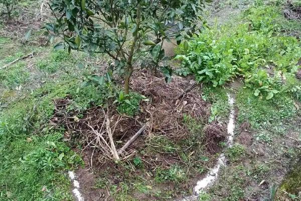 沃柑受冻后能不能缓过来,轻微冻伤只需剪除腐烂发软的叶片