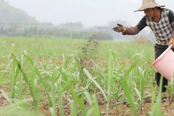 甘蔗的种植数量，一亩地栽培2000-2500棵左右