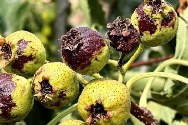 种植山楂怎么防治病虫害,发生花腐病可喷施甲基托布津