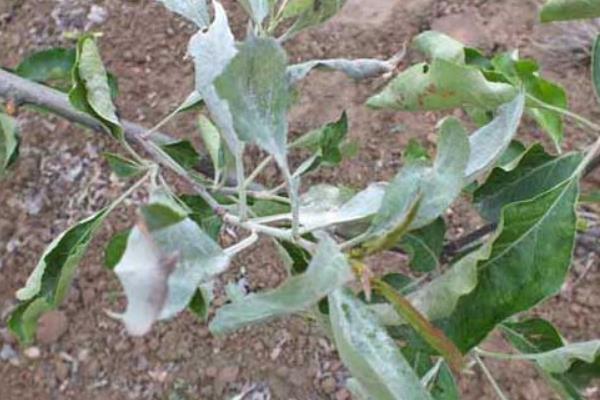 种植山楂怎么防治病虫害,发生花腐病可喷施甲基托布津