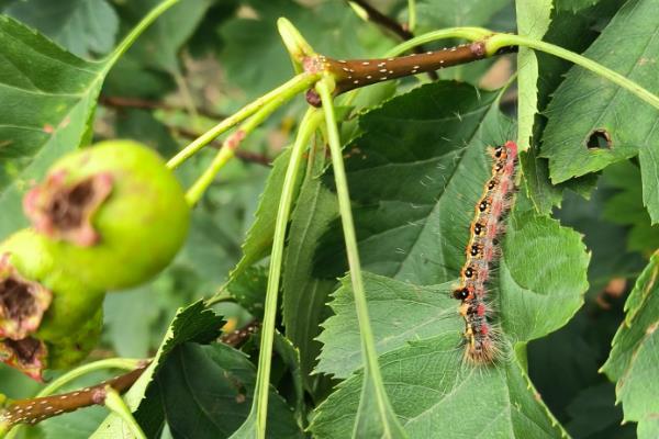 种植山楂怎么防治病虫害,发生花腐病可喷施甲基托布津