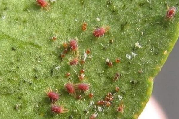 种植山楂怎么防治病虫害,发生花腐病可喷施甲基托布津