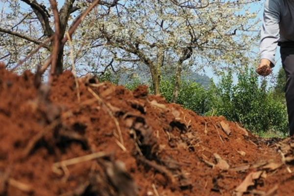 种植山楂怎么防治病虫害,发生花腐病可喷施甲基托布津
